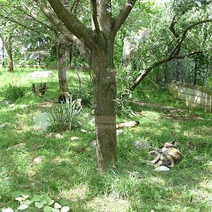 Indianapolis Zoo - African Wild Dog Exhibit