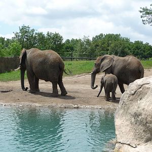 Indianapolis Zoo - African Elephants