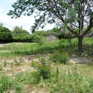 Indianapolis Zoo - Kangaroo/Emu Paddock