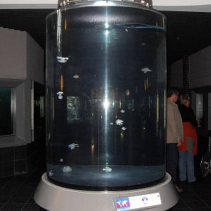 jellyfish tank 030910