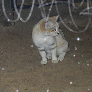 sand cat 030910