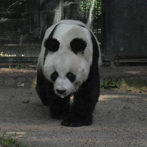 giant panda 030910