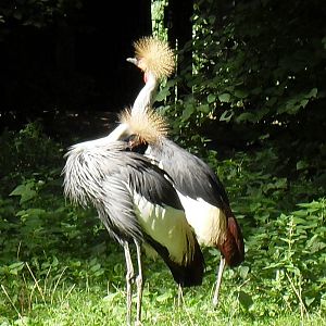 eastern grey crowned cranes 030910