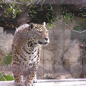 Jaguar/ Panthera onca