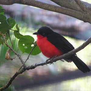 Black-headed gonolek/ Laniarius erythrogaster