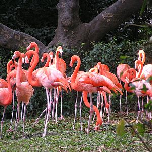 American flamingo/ Phoenicopterus ruber ruber