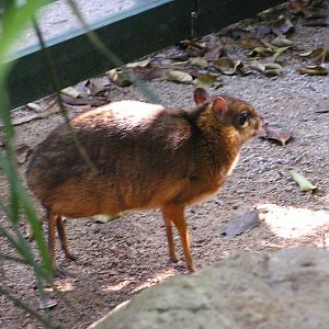 Lesser Malayan chevrotain/ Tragulus javanicus