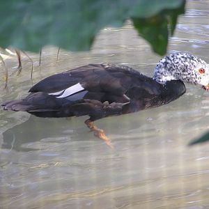 White-winged wood duck/ Cairina scutulata