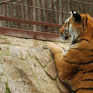 Amur tiger is watching his white friend on the other side