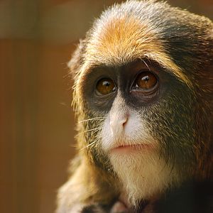 Young De Brazza's monkey