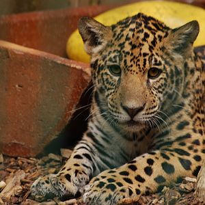 Young jaguar