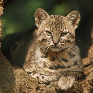 Geoffroy's cat