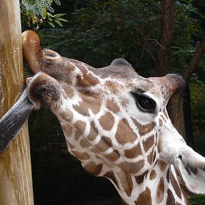 Reticulated giraffe/ Giraffa camelopardalis reticulata