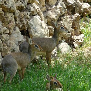 Kirk`s dik-dik/ Madoqua kirkii