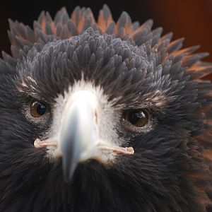 Wedge-tailed eagle at Adlerwarte Berlebeck