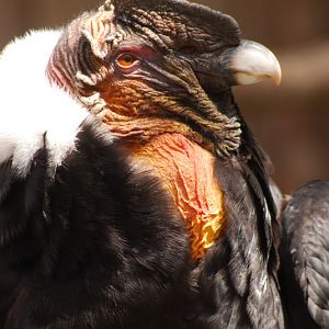 Andean condor at Adlerwarte Berlebeck
