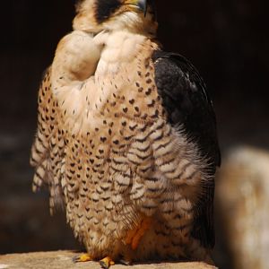 European peregrine falcon at Adlerwarte Berlebeck