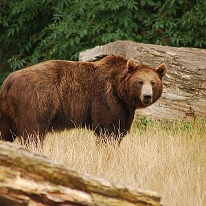 European brown bear at Bernburg Tierpark