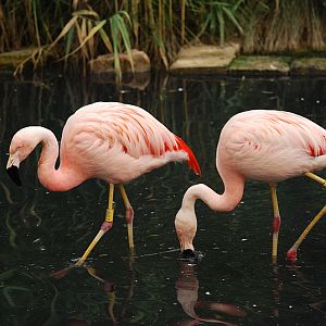 Chilean flamingos at Bernburg Tierpark
