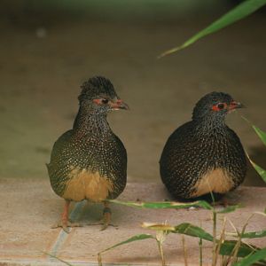 Stone partridge at Bernburg Tierpark