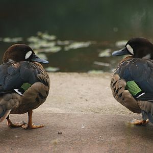 Bronze-winged duck at Bernburg Tierpark