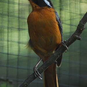 White-browed robin-chat