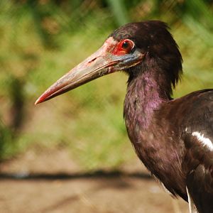 Abdim stork at Delitzsch Tiergarten