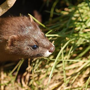 European mink at Delitzsch Tiergarten