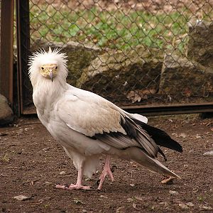 Western Egyptian vulture/ Neophron percnopterus percnopterus