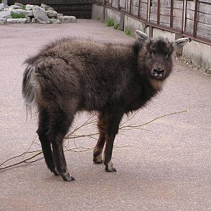 Long-tailed goral/ Naemorhedus caudatus caudatus