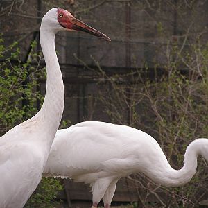 Siberian white crane/ Grus leucogeranus
