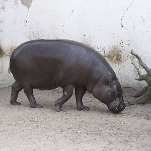 Pygmy hippopotamus/ Hexaprotodon liberiensis