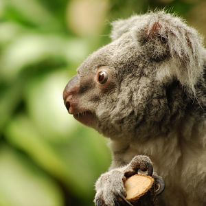 Queensland koala