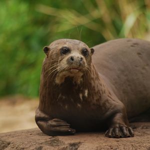 Giant otter