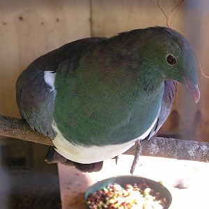 New Zealand pigeon/ Hemiphaga novaeseelandiae