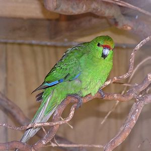 Yellow-fronted parakeet/ Cyanoramphus auriceps