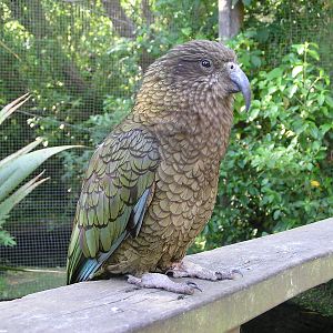 Kea/ Nestor notabilis
