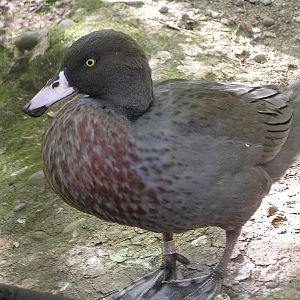 Blue duck/ Hymenolaimus malacorhynchus