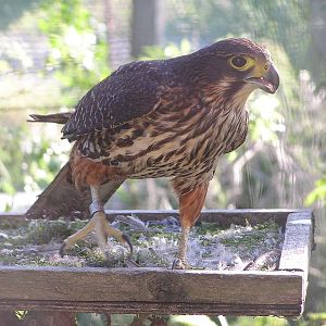 New Zealand falcon/ Falco novaezeelandiae