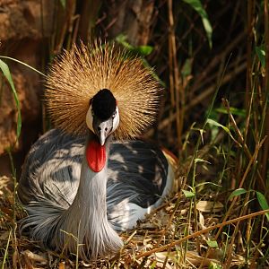 Southern grey crowned-crane