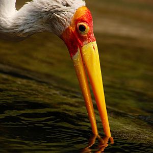 Yellow-billed stork