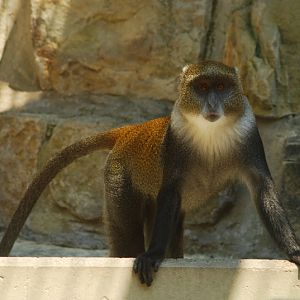 White-throated guenon