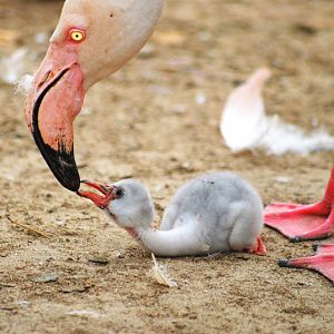 Commom flamingo with chick