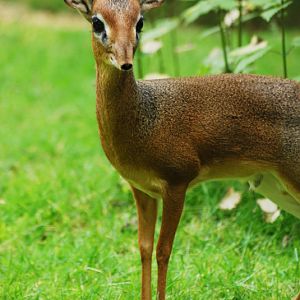 Kirk's dikdik