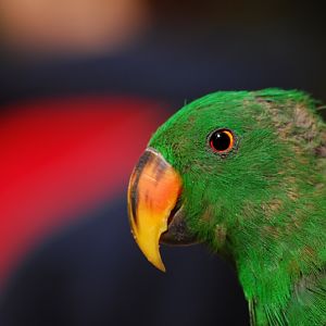 Eclectus parrot
