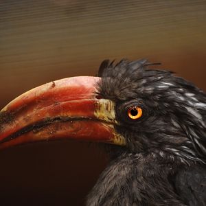 Crowned hornbill