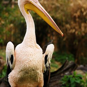 Great white pelican