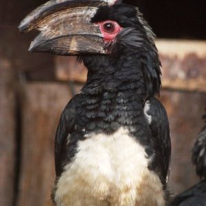 Trumpeter hornbill