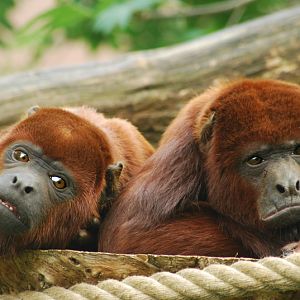Red howler monkey
