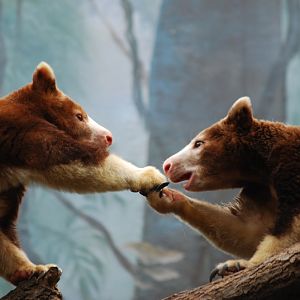 Matschie's tree-kangaroo